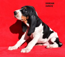 Dorian - portrét