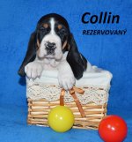 Collin2 - 5.tyden