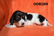 Dorian