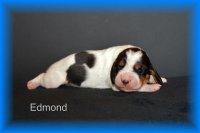 Edmond