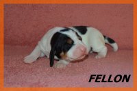 20 03 28 Fellon