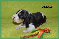 G 21 04 02 Geralt