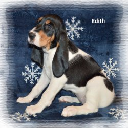 Edith 7 tyden