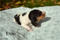 Enzo 2 tyden