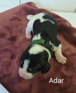 Adar