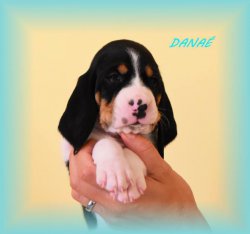 Danae