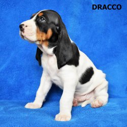 Dracco-5