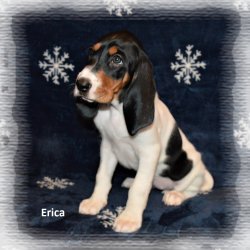Erica 7 tyden