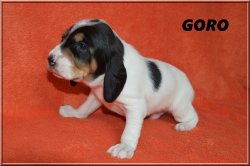 G 21 04 10 Goro