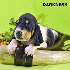 Darknes-3 tyden