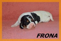 20 03 28 Frona