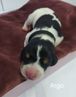 Argo