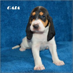 G 21 04 17 Gaia