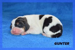 G Gunter 21 03 22 2