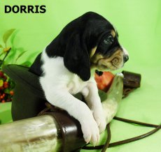 Dorris-3 tyden