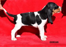 Dorian - postojP