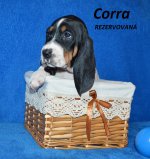 Cora1 - 5.tyden