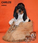 Carlos 1 - 7.tyden
