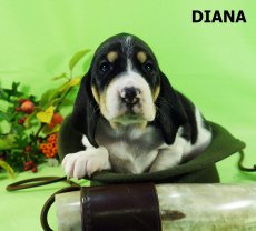 Diana-3 tyden