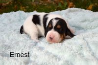 Ernest 2 tyden