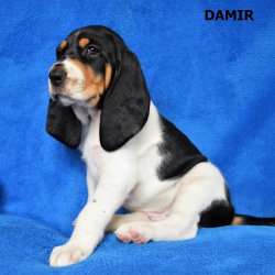 Damir-5.tyden