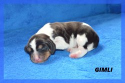 G Gimli 21 03 22 2