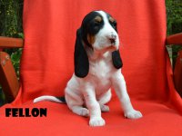 20 04 26 Fellon