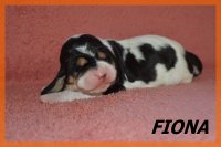 20 03 28 Fiona