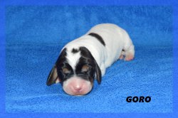 G Goro 21 03 22 2