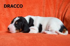Dracco