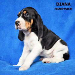 Diana-5