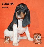 Carlos 2 - 7.tyden