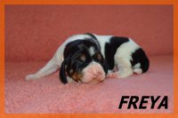 20 03 28 Freya