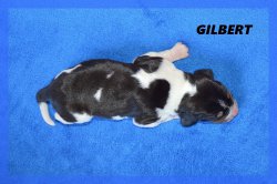 G Gilbert 21 03 22 1