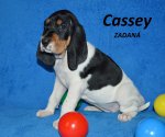 Cassey1 - 5.tyden