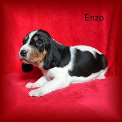 Enzo 3 tyden