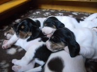 zleva:Belissa, Bernadetta a Brittany. Vespod Barnabáš a Ballin