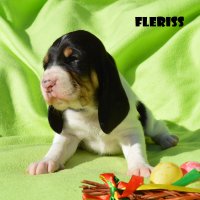 20 04 11 Fleriss