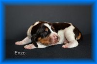 Enzo
