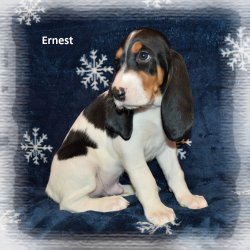 Ernest 7 tyden
