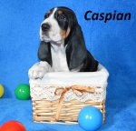 Caspian2 - 5.tyden