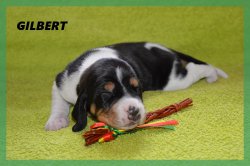 G 21 04 02 Gilbert