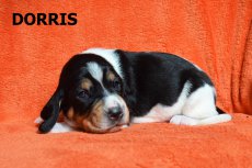 Dorris