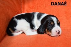 Danae