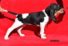 Dorris - postojP