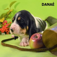 Danaé-3 tyden