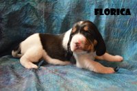 20 04 04 Florica