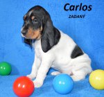 Carlos1 - 5.tyden