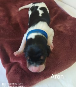 Aron