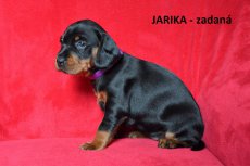 Jarika 4tyden